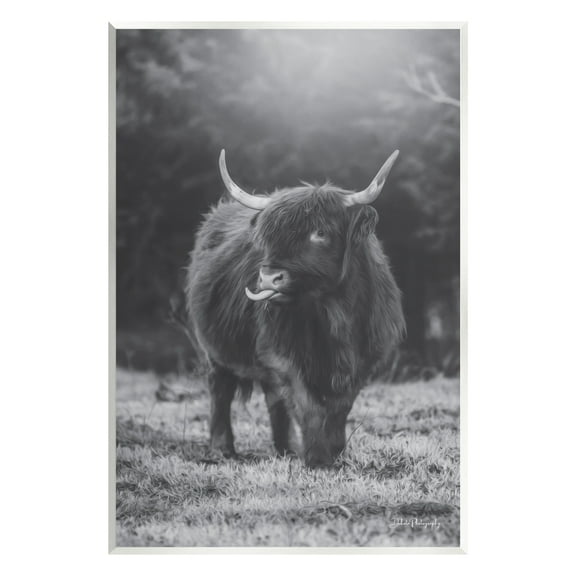 Stupell Monochrome Highland Cow Photography Animals & Insects Photography Wall Plaque Unframed Art Print Wall Art