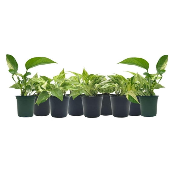 9-PK Live Marble Queen Pothos, Epipremnum aureum, Air Purifying Indoor Plant, Low Light Houseplant, Easy Care Plant, 4-inch Pot(s)
