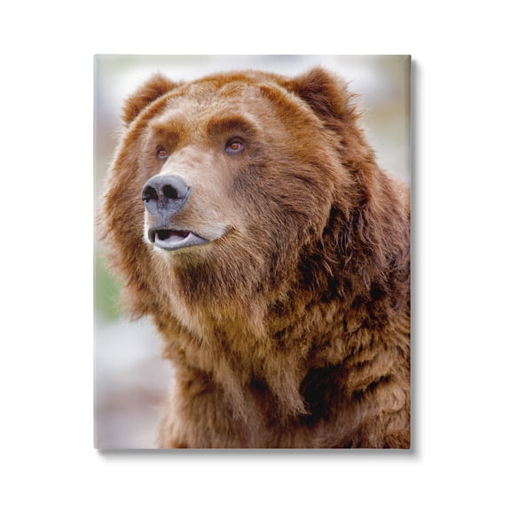 Stupell Industries Brown Bear Portrait Animals & Insects Photography Gallery Wrapped Canvas Print Wall Art, 16 x 20