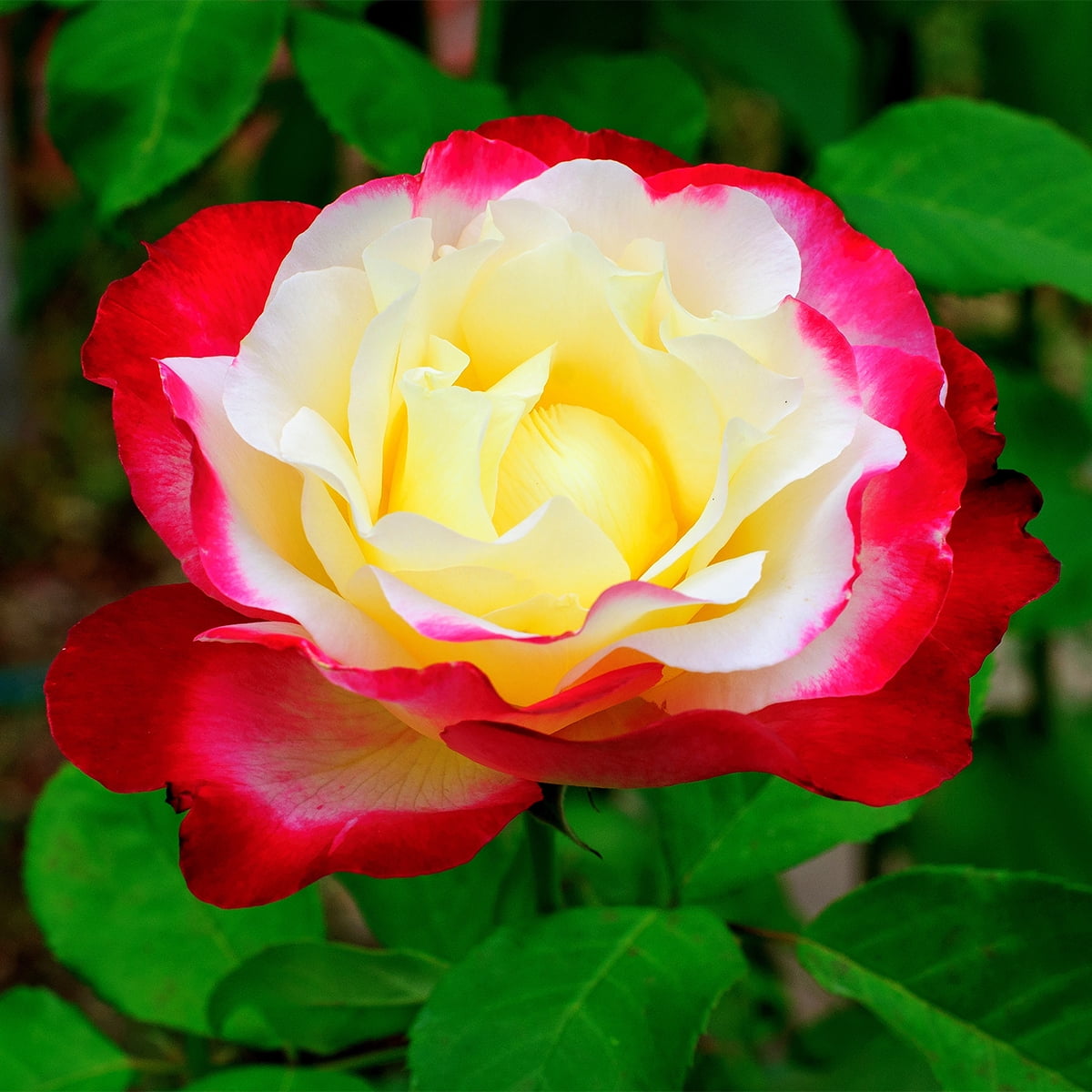 Van Zyverden Roses Double Delight 1 Plant Root Stock Multicolor Partial Sun Perennial Fragrant 3lbs