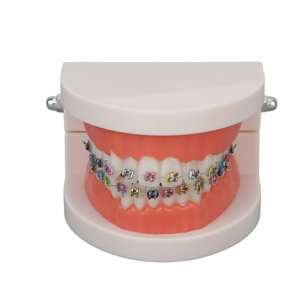 Dental Patient Education Models