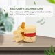 thumbnail image 3 of Lumbar Vertebrae Model Anatomical Spine Lumbar Disc Herniation Anatomy Teaching Tool Lumbar Vertebr, 3 of 5