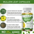 thumbnail image 2 of Mulittea Mullein Leaf Capsules Herbal Supplement Supports Respiratory Function Health,120 Count, 2 of 6