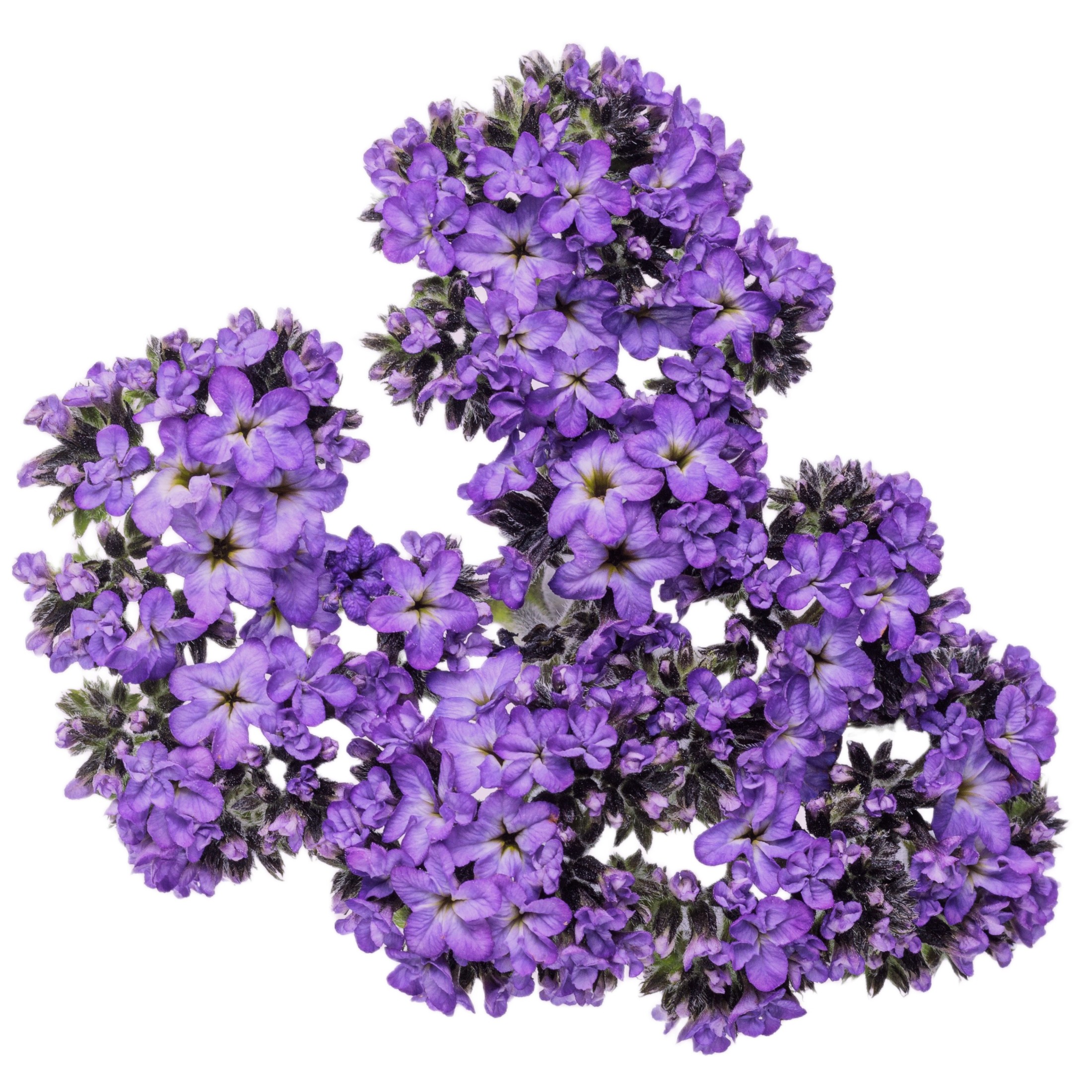 Proven Winners 4" Aromagica Purple Heliotrope Live Plant in 4.25" Pot (4 Count)