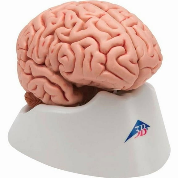 3B Anatomical Model - 5-Part Classic Brain