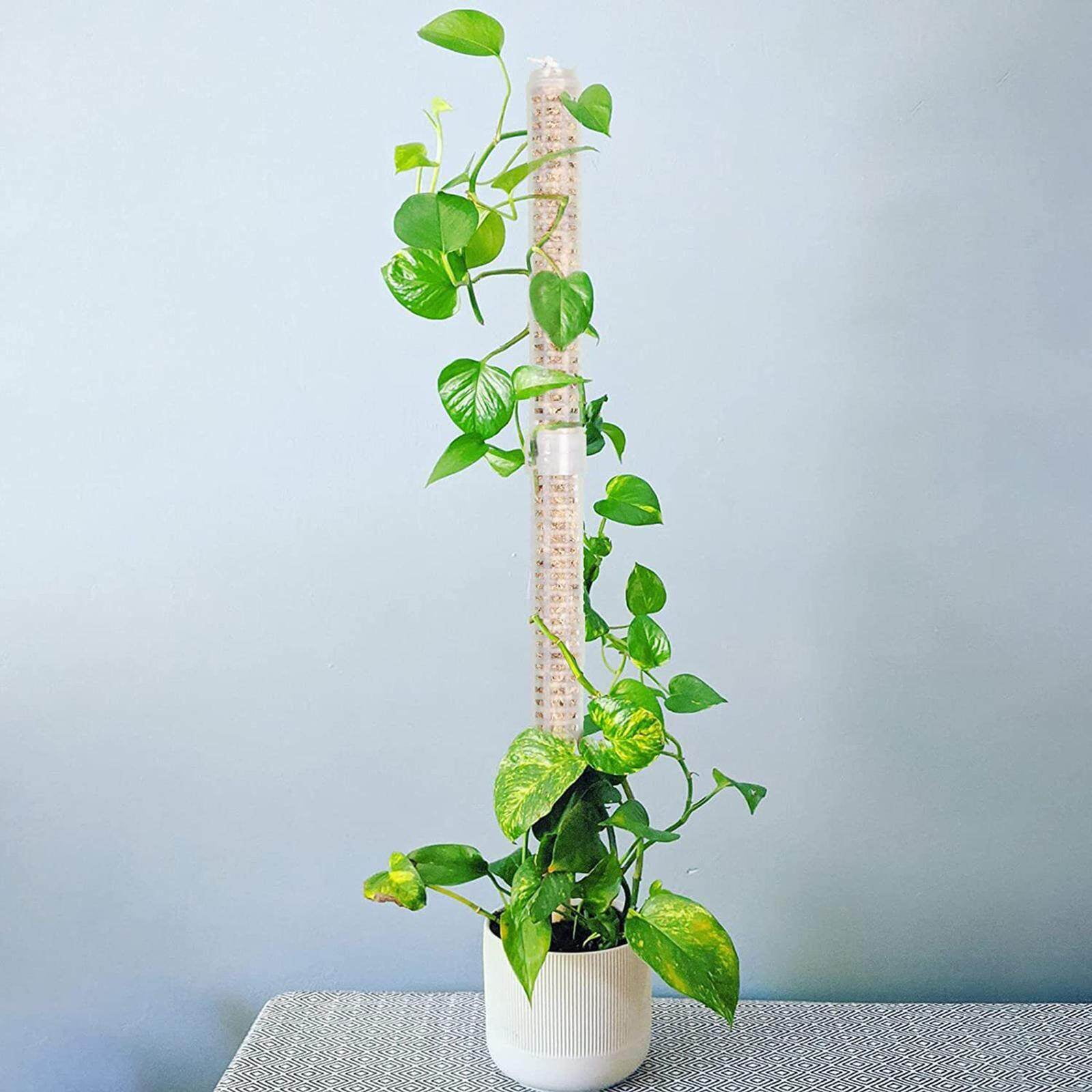 Money plant climber discount