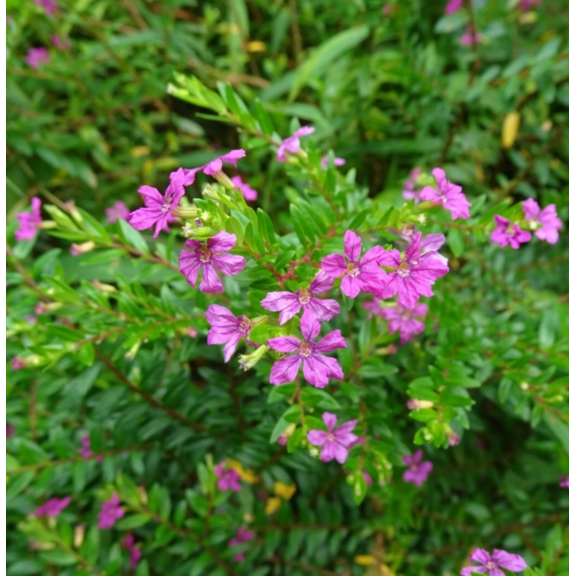 Set 2 Allyson Purple Cuphea Live Plants, Purple Flower Plants 4 to 6 Inc Tall for Indoor Outdoor