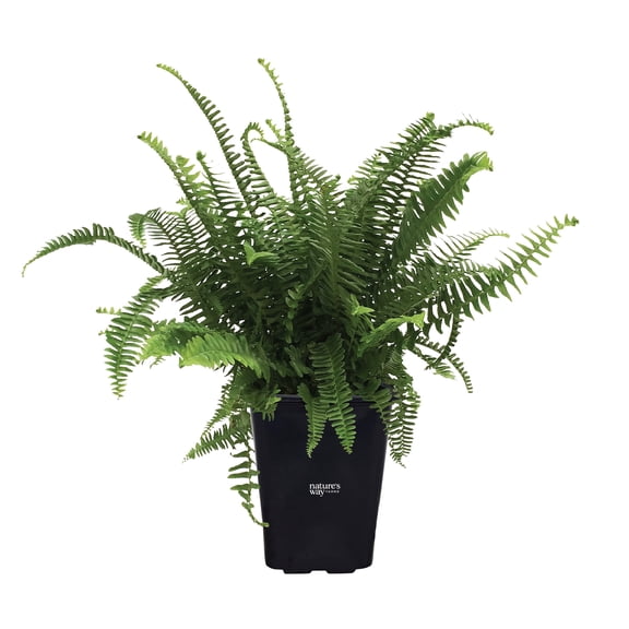 Nature's Way Farms Fern Kimberly Queen Live Plant (18-24 in. Tall) in Grower Pot