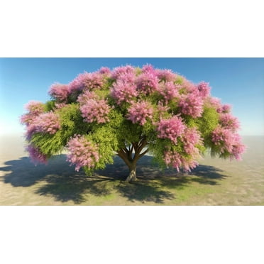 30 Desert Willow Tree Seeds