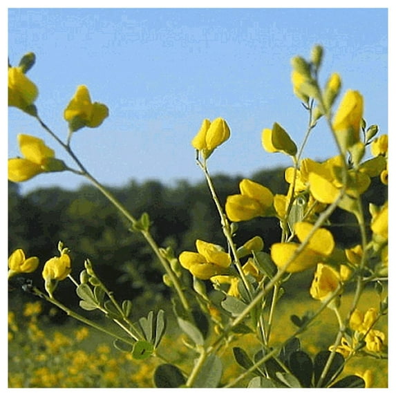 Everwilde Farms - 1 lb Small Yellow Wild Indigo Native Wildflower Seeds - Gold Vault Bulk Seed Packet