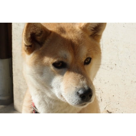 Acrylic Face Mounted Prints Dog Animal Shiba Inu Print 20 X