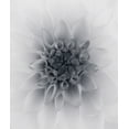 thumbnail image 2 of Gronkjar, Lotte 12x14 White Modern Wood Framed Museum Art Print Titled - Dahlia, 2 of 4