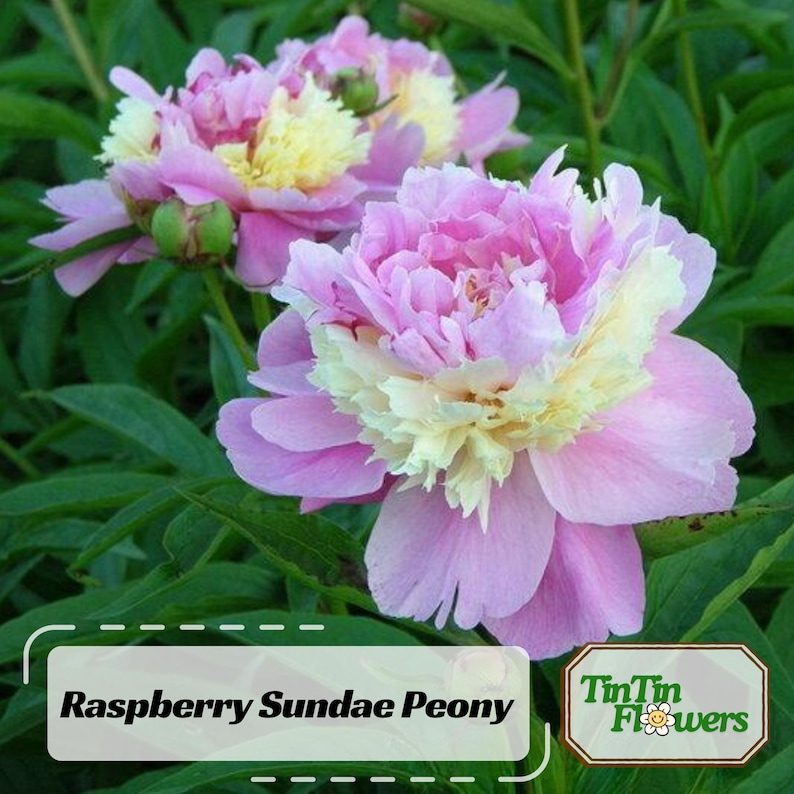 10 Seeds Raspberry Sundae Peony Seeds Paeonia Butterflies Open-Pollinated Heirloom for Gardens