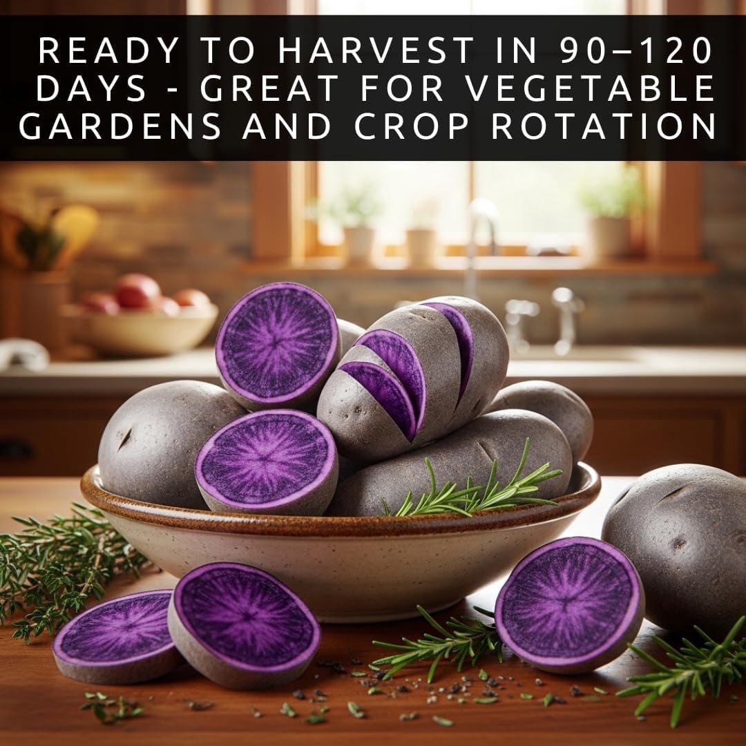 Purple Majesty Seed Potatos for Planting - Garden or Raised Bed Stock for Growing (10 Pounds)