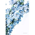 thumbnail image 2 of Urquhart, Elizabeth 13x18 White Modern Wood Framed Museum Art Print Titled - Freshly Picked Delphinium IV, 2 of 4