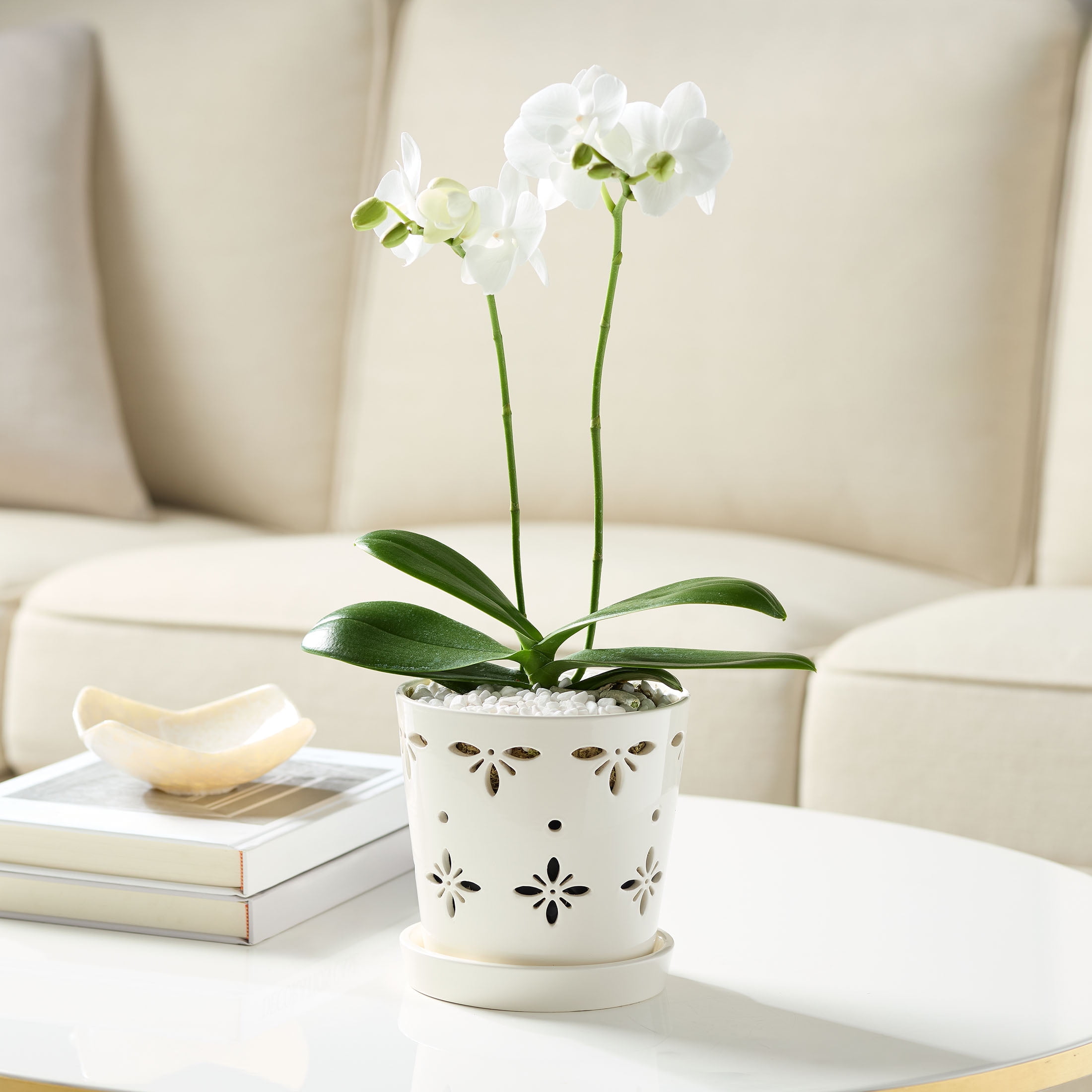Mainstays 6" x 6" x 6" Round White Ceramic Orchid Plant Planter