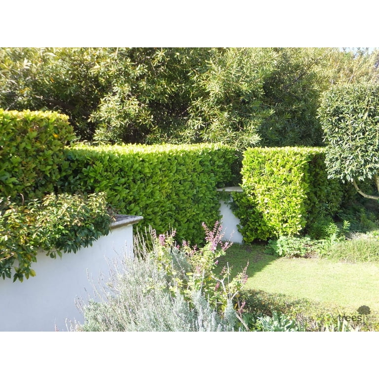 Sweet Viburnum 3 Large 4 Inch Pots Viburnum Odorotissimum Live Plants Fast Growing Privacy Hedge, Shrub, Privacy Screen