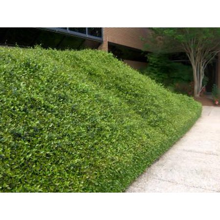 Classy Groundcovers, Asiatic Jasmine, Dwarf Asian Jasmine, Japanese Star Jasmine, Minima Jasmine, Yellow Star Jasmine (25 Pots, 3 1/4 inch square)