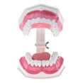 thumbnail image 3 of Milaget Mouth Dental Teeth Tongue Model with Removable Lower Teeth Magnification 2x B, 3 of 9