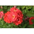 thumbnail image 5 of 1 Gal. Coral Drift Rose Bush - Showy Vibrant Blooms, 5 of 6