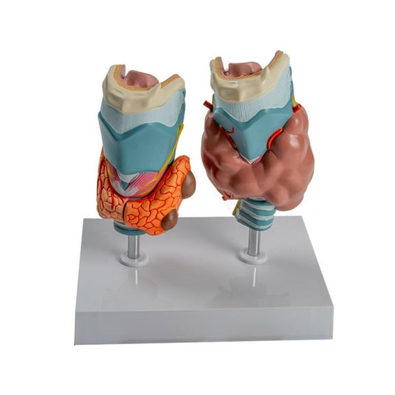 Human Pathological Thyroid Anatomy Model Teaching Aid, Anatomical Pathological Thyroid Throat Model for Educational Use