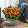 thumbnail image 5 of Better Homes & Gardens 2 Gallon Orange Gaillardia Blanket Flower Perennial Live Plants, 5 of 5
