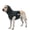 GREY, variant on DOVACKA Dog Calming Vest with Noise Reduction Ear Wrap, Adjustable Anxiety with Leash Hole & Dual Reflective Strips, Stress Relief for Thunder, Fireworks, Separation & Travel,  for Small Medium Large