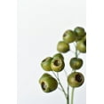 thumbnail image 1 of 19" Faux Green Pod Stem, 1 of 6