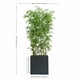 thumbnail image 2 of Bambu Aspecto Natural Con Maceta 2 Mts De Alto Cg Hunter, 2 of 4