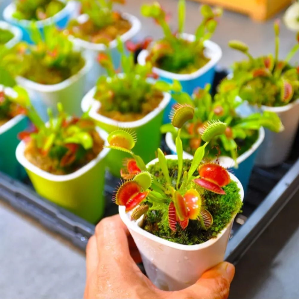 Set 3 Red Dragon Venus Flytraps Live Plants,  Well-Started Fly Trap Plants Terrarium Live in Pot, Dionaea Muscipula