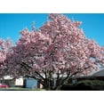 thumbnail image 2 of Ann Magnolia Magnolia Spring Flowering Ornamental Tree grown in a 2.25 Gallon Pot (1-Pack), 2 of 3