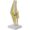 Walter Products Knee Joint Model
