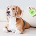 thumbnail image 3 of KMWGRE Pet Perfume Floral Scented Spray for Dogs and Cats High Appearance Grooming Care 50ml Green 10cm, 3 of 5