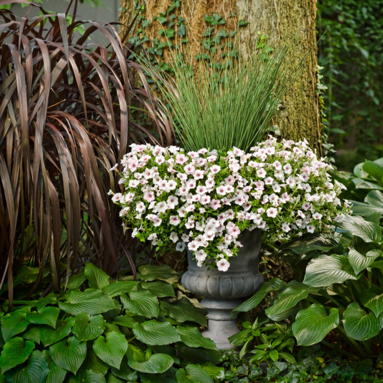 Proven Winners 5" Graceful Grasses Blue Mohawk Soft Rush Live Plant in 4.5" Pot