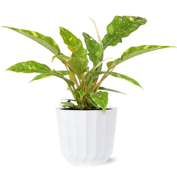 Wild Interiors Philodendron Ring of Fire – Vibrant Foliage in White Planter – 8in