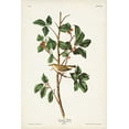 thumbnail image 2 of Audubon, John James 23x32 White Modern Wood Framed Museum Art Print Titled - Pl. 154 Tennessee Warbler, 2 of 4