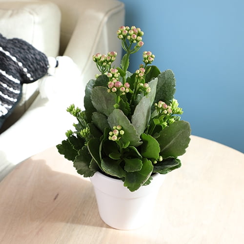 Altman Plants 3.5" Assorted Kalanchoe in White Ceramic Pot