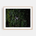 thumbnail image 2 of Growth - Brooklyn New York Photography Nature Forest Woodland Wilderness Botanical Woods Unframed Wall Art Print 24 x 32 inches, 2 of 4