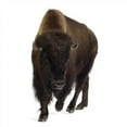 thumbnail image 2 of Bison Wall Decal Sticker by Wallmonkeys Vinyl Peel and Stick Graphic (36 in H x 21 in W), 2 of 4