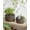 Reactive Glaze Black, variant on RibRave Succulent Pots, 6.5+8 Inch Ceramic Indoor Plant Pot with Drainage Hole, Shallow Round Succulent Planters, Set of 2, Reactive Glaze Star White