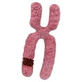 thumbnail image 3 of TISHITA x Chromosome Model Sturdy Human Chromosome for Classroom Medical Model Study, 3 of 8