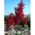 thumbnail image 3 of Classy Groundcovers, Astilbe X arendsii 'Fanal' , Astilbe japonica 'Fanal', Astilbe x japonica 'Fanal' (10 Bare Root plants), 3 of 10