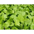 thumbnail image 2 of 1000 Seeds BROWN MUSTARD Brassica Juncea Vegetable Herb Seeds, 2 of 9