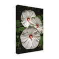 thumbnail image 2 of Trademark Fine Art 'White Hibiscus Times Three' Canvas Art by Kurt Shaffer, 2 of 4