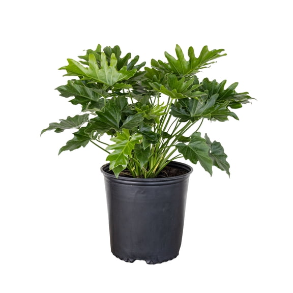 United Nursery Live Philodendron Selloum Plant 24-30 inches Tall in 9.25 inch Grower Pot