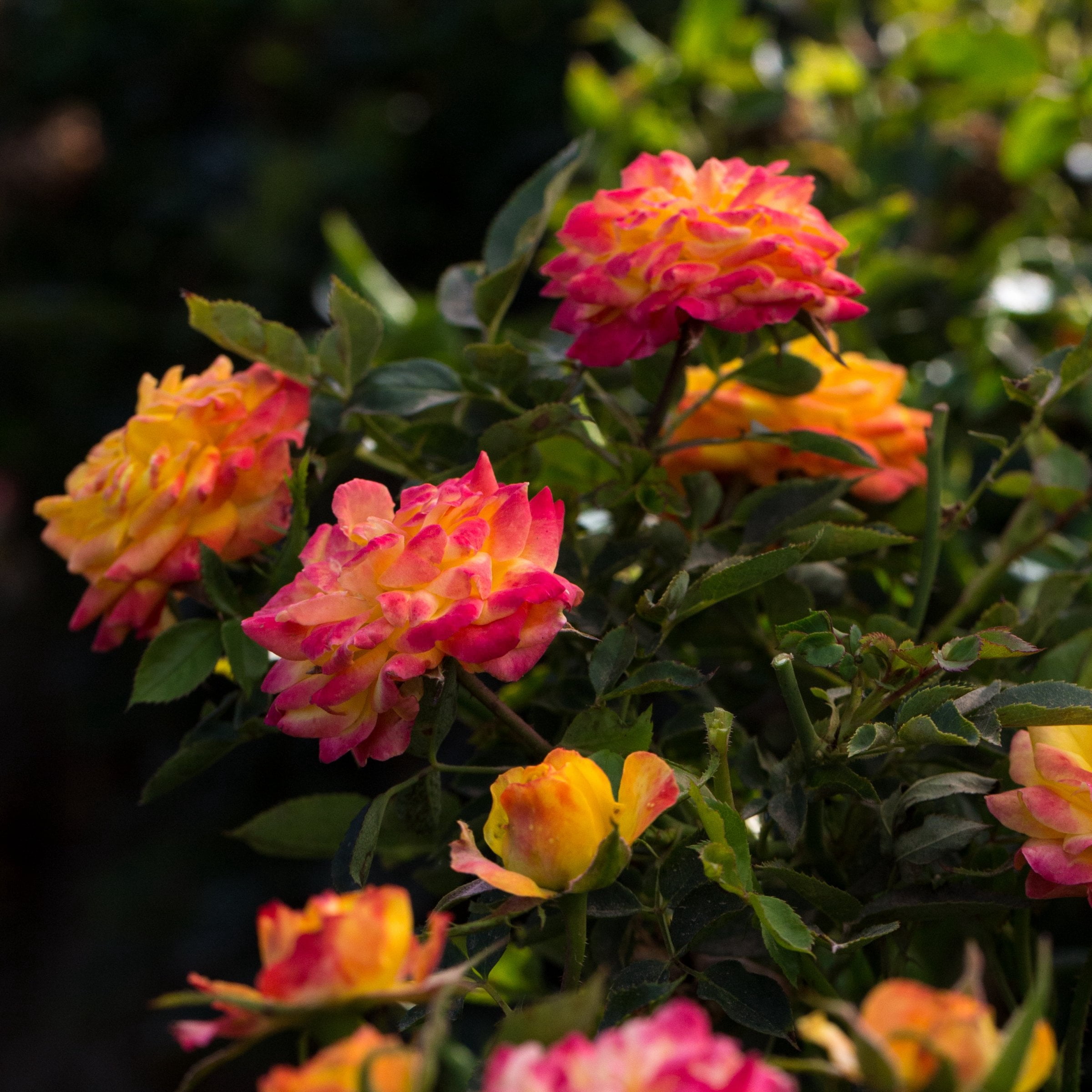 2 gal Live Rose Rainbow Sunblaze with Yellow Flowers