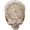 thumbnail image 6 of Wicca Astrology Zodiac Skull LED Night Light Statue With USB Charging Wood Base, 6 of 7