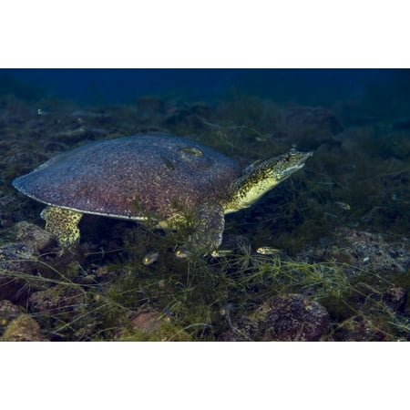Softshell turtles inhabit Balmorhea Springs in west Texas Poster Print by Jennifer Idol/Stocktrek Images