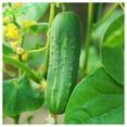 thumbnail image 4 of Everwilde Farms - 100 Carolina F1 Hybrid Cucumber Seeds - Gold Vault Jumbo Bulk Seed Packet, 4 of 5