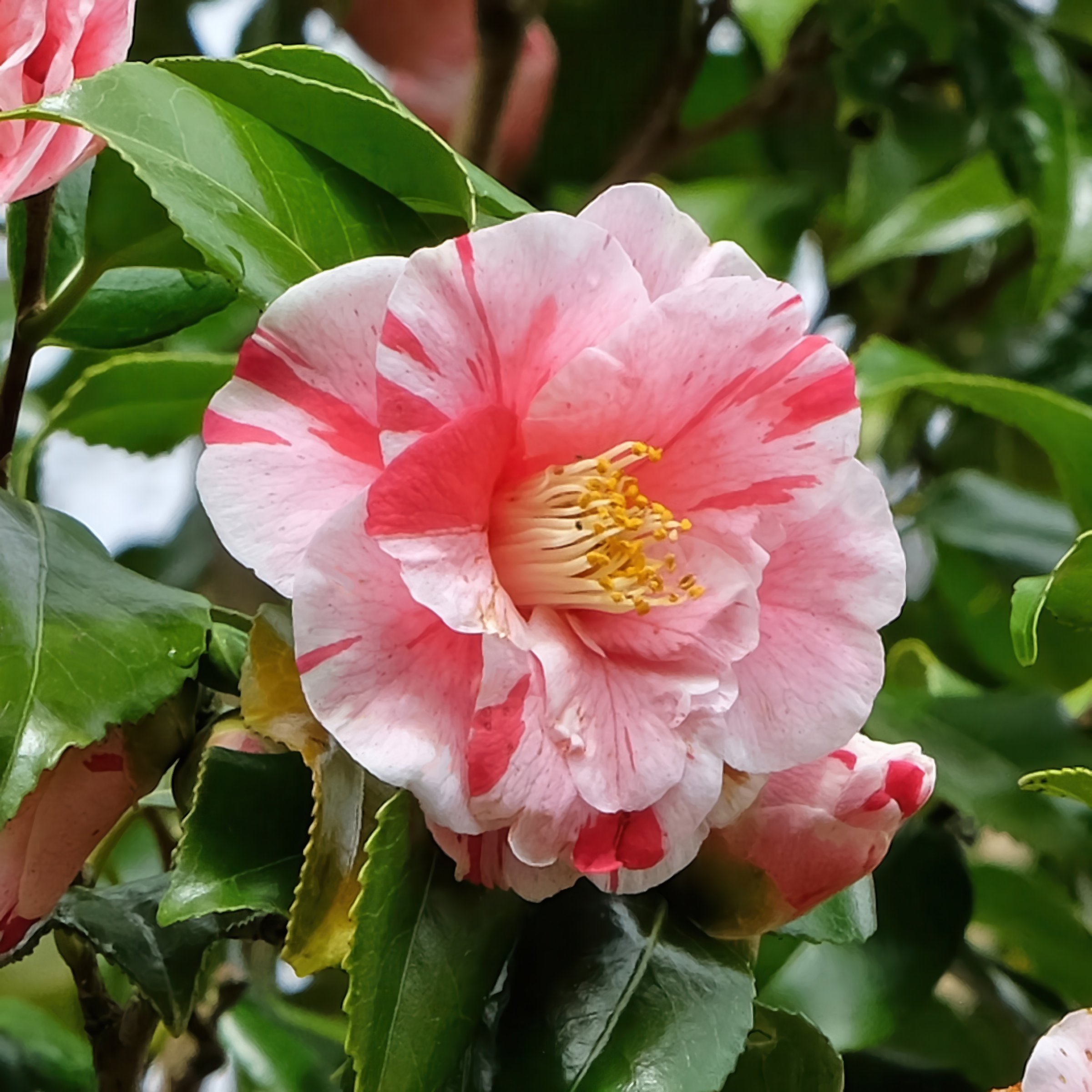 National Plant Network 1 gal. Camellia Japonica Tricolor Shrub